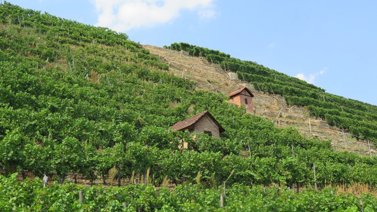 Weinberge erstrecken sich über einen Hügel mit zwei kleinen Häuschen. Die Reben sind grün und dicht, der Himmel ist blau mit wenigen Wolken., © Stuttgart-Marketing GmbH