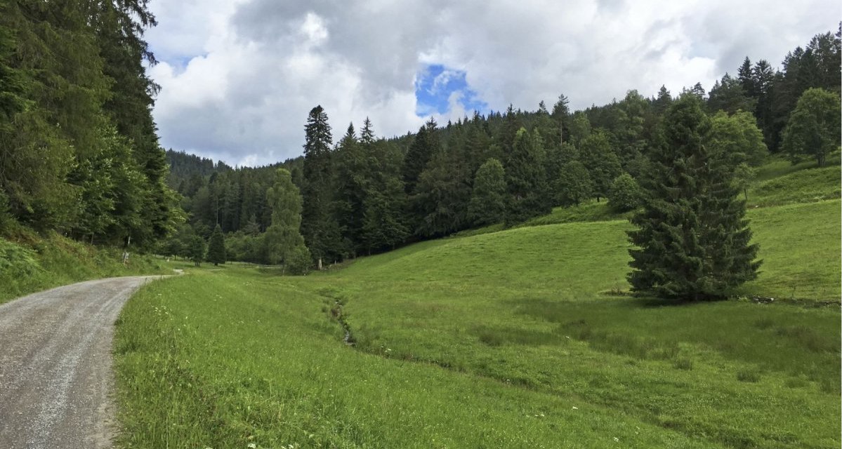 Ein Radweg schlängelt sich durch grüne Wiesen und dichte Wälder im Enztal, unter einem bewölkten Himmel., © www.pro-cycl.de Ein Radweg schlängelt sich durch grüne Wiesen und dichte Wälder im Enztal, unter einem bewölkten Himmel., © www.pro-cycl.de