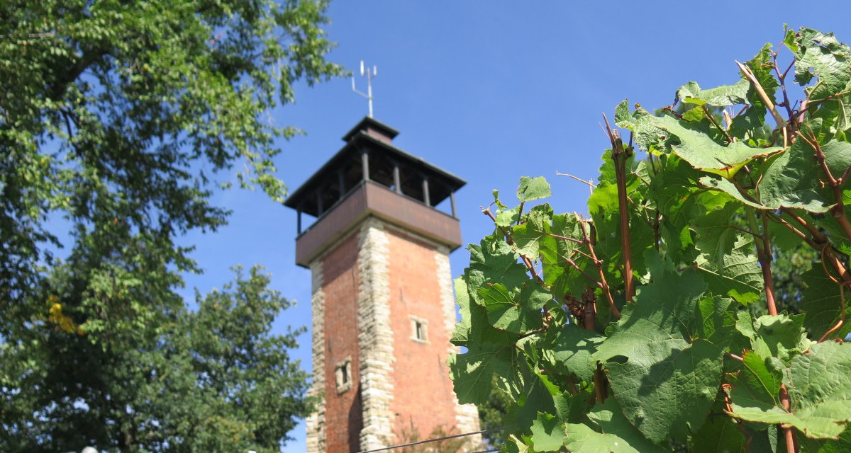 Der Burgholzhofturm ragt hinter grünen Weinreben und Bäumen in den blauen Himmel., © Stuttgart-Marketing GmbH Der Burgholzhofturm ragt hinter grünen Weinreben und Bäumen in den blauen Himmel., © Stuttgart-Marketing GmbH
