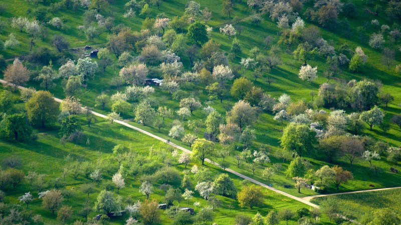 Luftaufnahme von Streuobstwiesen am Albtrauf mit blühenden Bäumen und einem Weg in der Mitte. Die Landschaft ist grün und lebendig., © SMG, Achim Mende Luftaufnahme von Streuobstwiesen am Albtrauf mit blühenden Bäumen und einem Weg in der Mitte. Die Landschaft ist grün und lebendig., © SMG, Achim Mende