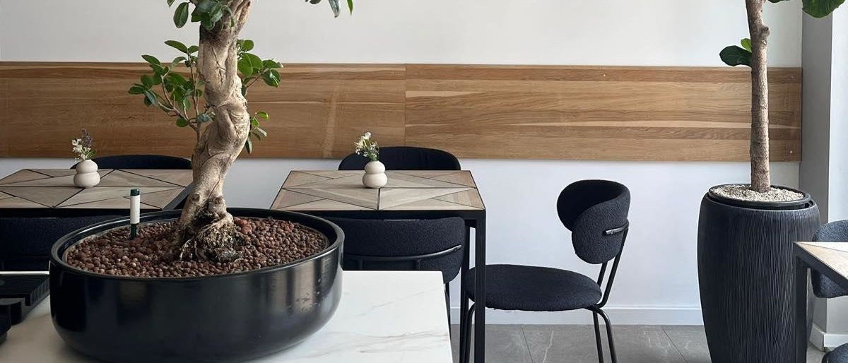 Modernes Caf&eacute;-Interieur mit Holztischen, schwarzen St&uuml;hlen und gro&szlig;en Zimmerb&auml;umen in schwarzen Pflanzgef&auml;&szlig;en., &copy; Taraba