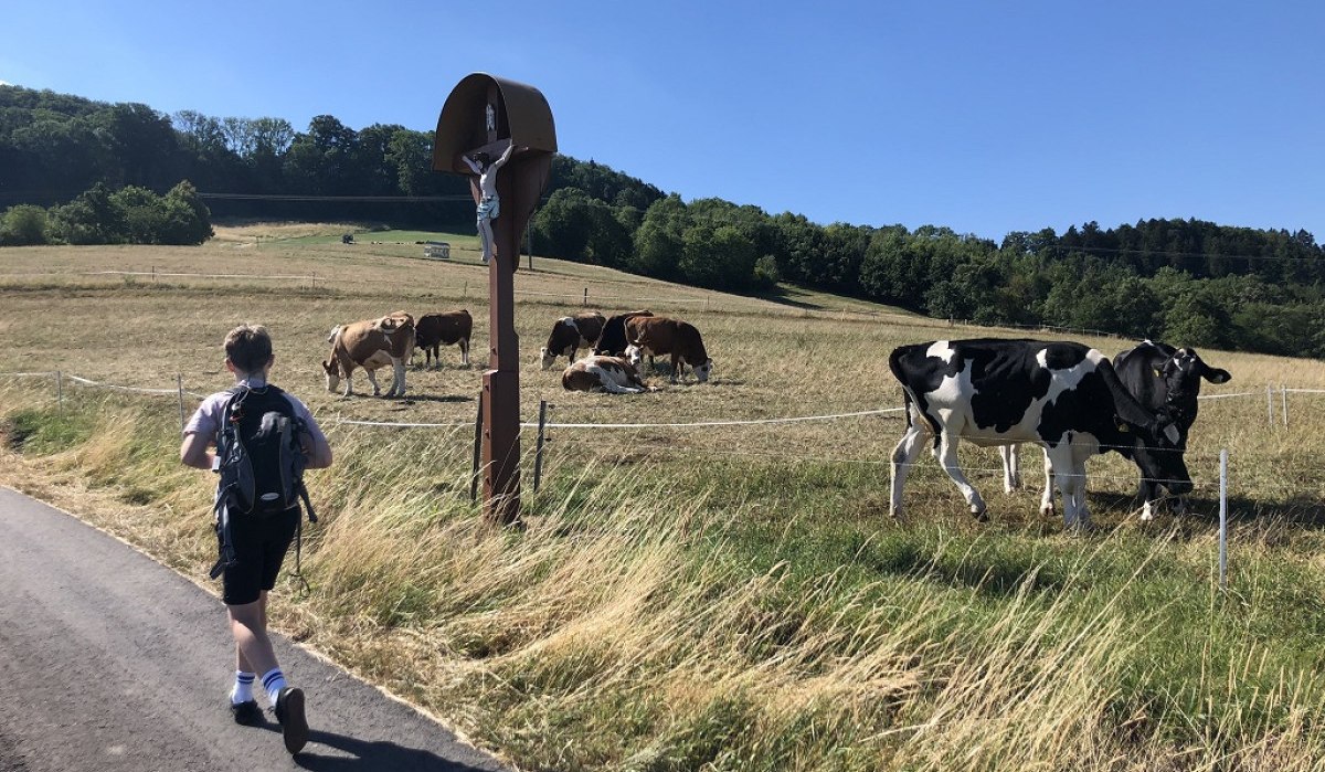 Ein Wanderer auf einem Weg neben einer Weide mit Kühen und einem Kruzifix, unter blauem Himmel., © Touristik und Marketing GmbH Ein Wanderer auf einem Weg neben einer Weide mit Kühen und einem Kruzifix, unter blauem Himmel., © Touristik und Marketing GmbH