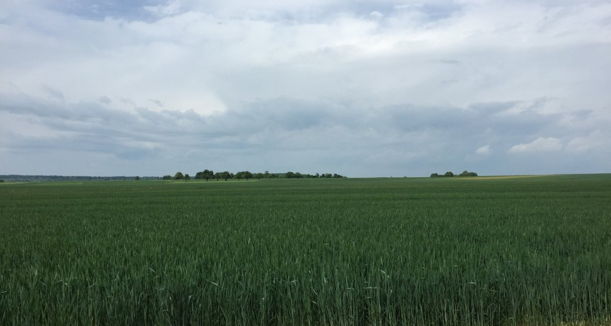 Ein weites gr&uuml;nes Feld erstreckt sich bis zum Horizont unter einem bew&ouml;lkten Himmel. Im Hintergrund sind vereinzelt B&auml;ume zu sehen., &copy; www.pro-cycl.de