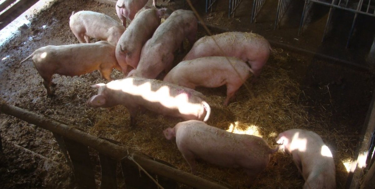 Mehrere Schweine in einem Stall mit Stroh und Gitterabtrennungen, beleuchtet durch Sonnenlicht.