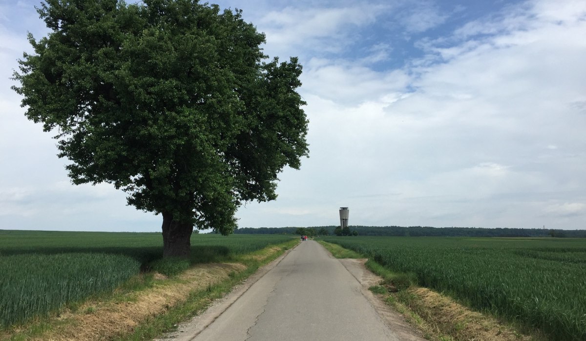Ländliche Straße mit einem großen Baum links und einem Wasserturm in der Ferne. Der Himmel ist bewölkt, die Umgebung grün., © www.pro-cycl.de