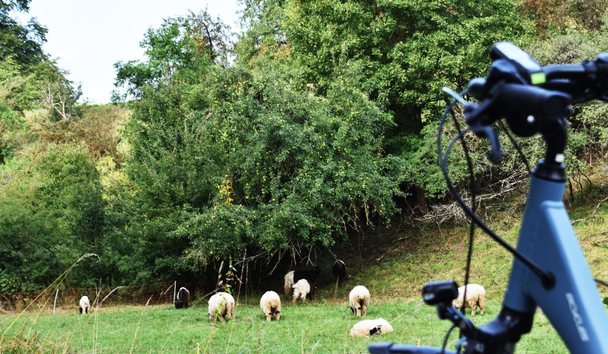 Ein Fahrrad steht im Vordergrund, w&auml;hrend im Hintergrund Schafe auf einer gr&uuml;nen Wiese grasen, umgeben von &uuml;ppigen B&auml;umen., &copy; Stadtmarketing B&ouml;blingen e.V.