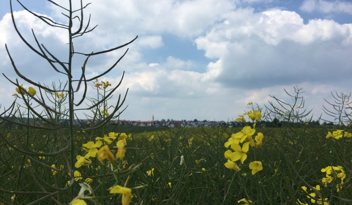 Ein Rapsfeld mit gelben Blüten im Vordergrund, im Hintergrund die Silhouette von Deckenpfronn unter einem bewölkten Himmel., © www.pro-cycl.de Ein Rapsfeld mit gelben Blüten im Vordergrund, im Hintergrund die Silhouette von Deckenpfronn unter einem bewölkten Himmel., © www.pro-cycl.de
