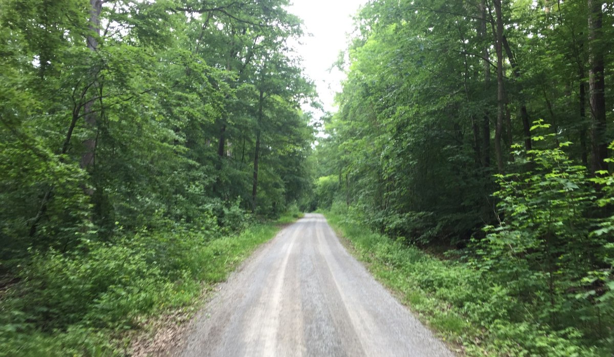 Ein schmaler Waldweg schl&auml;ngelt sich durch dichten, gr&uuml;nen Wald im Sch&ouml;nbuch. Die B&auml;ume spenden Schatten und die Natur wirkt unber&uuml;hrt., &copy; www.pro-cycl.de