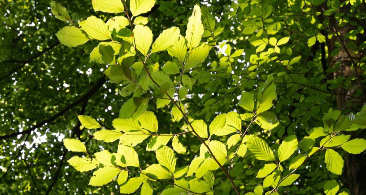 Sonnenlicht durchflutet die gr&uuml;nen Bl&auml;tter eines Baumes und erzeugt ein lebendiges Spiel aus Licht und Schatten im Wald.