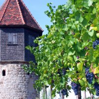 Der Melacturm in den Esslinger Weinbergen, © EST