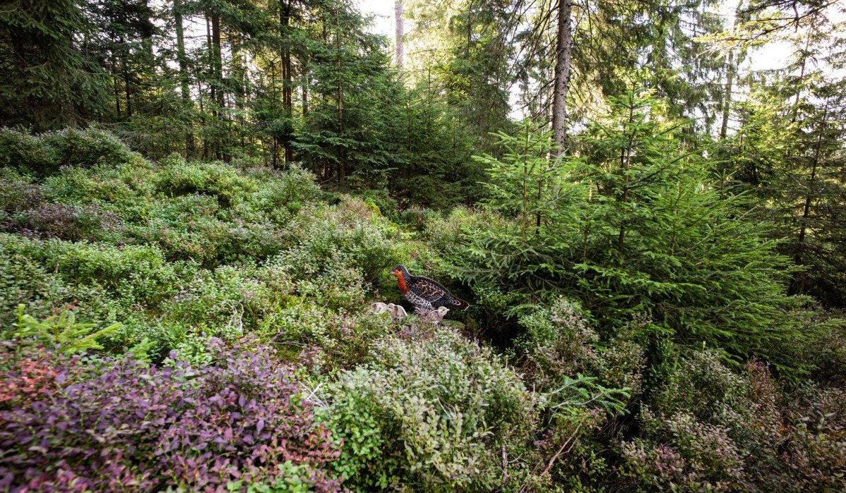 Was sitzt denn da?, &copy; N&ouml;rdlicher Schwarzwald
