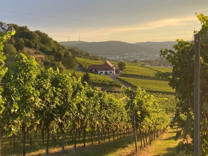 Weinberge im Sonnenuntergang mit einem Haus im Hintergrund, umgeben von grünen Hügeln und einem weiten Tal., © Weingenuss Stuttgart Weinberge im Sonnenuntergang mit einem Haus im Hintergrund, umgeben von grünen Hügeln und einem weiten Tal., © Weingenuss Stuttgart