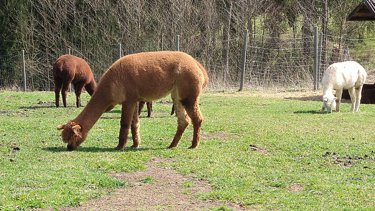 Alpakas beim Rappenhof, © Jürgen Schirle