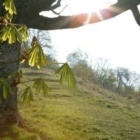 Ein Baum mit frischen Blättern im Vordergrund, Sonnenstrahlen scheinen durch die Äste. Im Hintergrund eine grüne Wiese und kahle Bäume., © Sphäre Verlag Ein Baum mit frischen Blättern im Vordergrund, Sonnenstrahlen scheinen durch die Äste. Im Hintergrund eine grüne Wiese und kahle Bäume., © Sphäre Verlag
