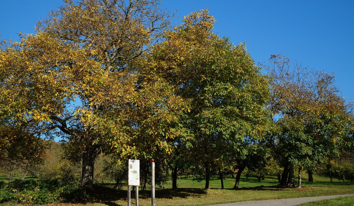 Ein Weg mit Infotafel führt an herbstlichen Bäumen vorbei, blauer Himmel im Hintergrund., © Natur.Nah. Schönbuch & Heckengäu Ein Weg mit Infotafel führt an herbstlichen Bäumen vorbei, blauer Himmel im Hintergrund., © Natur.Nah. Schönbuch & Heckengäu