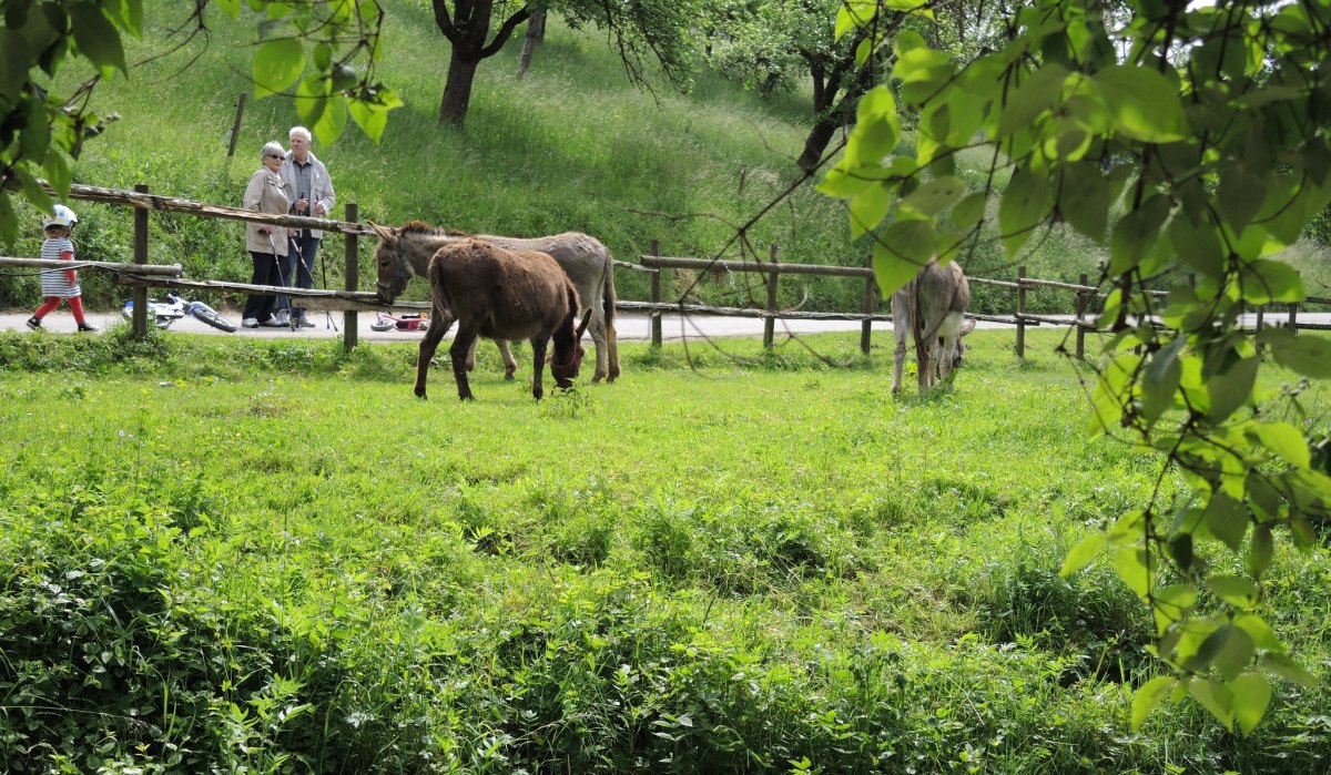 Zwei Esel grasen friedlich auf einer grünen Wiese. Im Hintergrund spazieren Menschen entlang eines Weges, umgeben von Bäumen und Natur., © Natur.Nah. Schönbuch & Heckengäu Zwei Esel grasen friedlich auf einer grünen Wiese. Im Hintergrund spazieren Menschen entlang eines Weges, umgeben von Bäumen und Natur., © Natur.Nah. Schönbuch & Heckengäu