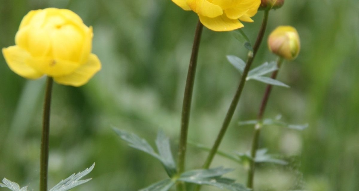 Gelbe Trollblumen blühen im Grünen. Die Blüten sind kugelförmig und leuchtend gelb, umgeben von grünen Blättern., © Touristik und Marketing GmbH Gelbe Trollblumen blühen im Grünen. Die Blüten sind kugelförmig und leuchtend gelb, umgeben von grünen Blättern., © Touristik und Marketing GmbH