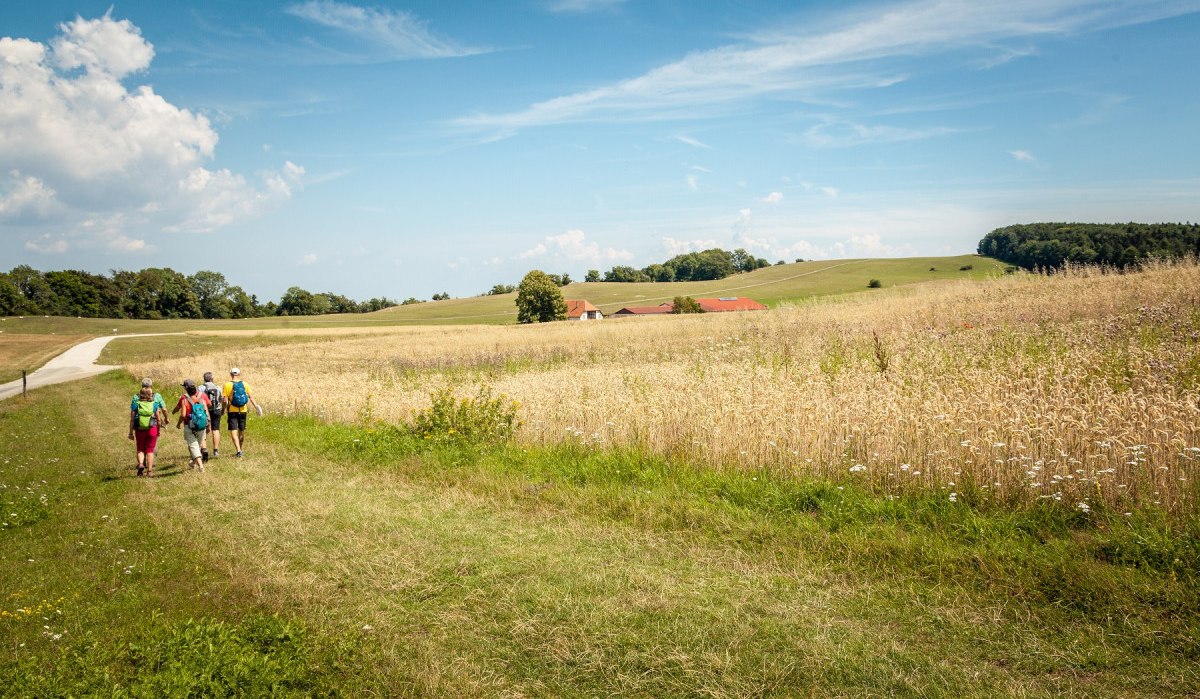 Vier Wanderer gehen auf einem Feldweg durch eine ländliche Landschaft mit Wiesen und einem klaren blauen Himmel., © hochgehberge