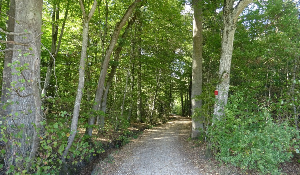 Ein schmaler Waldweg führt durch dichte grüne Bäume. Der Boden ist mit Kies und Laub bedeckt, und Sonnenlicht fällt durch das Blätterdach., © Foto: Cornelia Steinbach Ein schmaler Waldweg führt durch dichte grüne Bäume. Der Boden ist mit Kies und Laub bedeckt, und Sonnenlicht fällt durch das Blätterdach., © Foto: Cornelia Steinbach