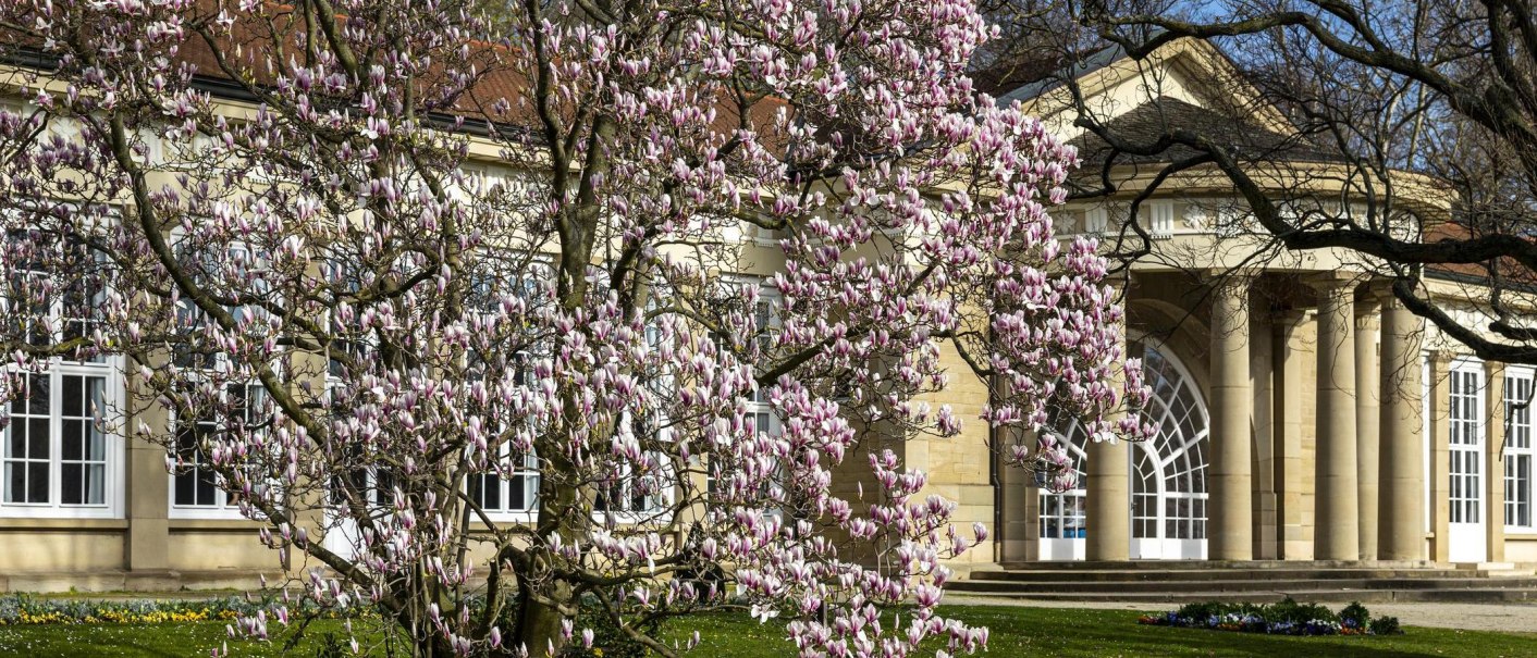 Ein bl&uuml;hender Magnolienbaum steht vor einem historischen Geb&auml;ude mit S&auml;ulen im Kurpark Bad Cannstatt., &copy; Stuttgart Marketing GmbH, Sarah Schmid
