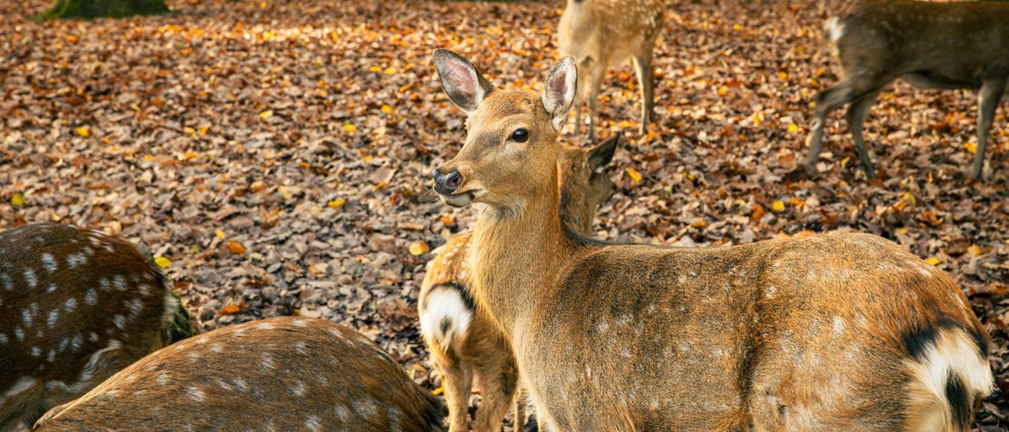Dammhirsche im herbstlichen Wald, umgeben von buntem Laub. Ein Hirsch schaut aufmerksam in die Kamera., © Stuttgart-Marketing GmbH, Sarah Schmid Dammhirsche im herbstlichen Wald, umgeben von buntem Laub. Ein Hirsch schaut aufmerksam in die Kamera., © Stuttgart-Marketing GmbH, Sarah Schmid