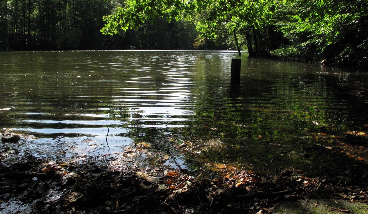 Ein ruhiger See mit reflektierendem Wasser, umgeben von dichten Bäumen. Am Ufer liegen Blätter, die Sonne scheint durch das Blätterdach., © RadL Leonberg Ein ruhiger See mit reflektierendem Wasser, umgeben von dichten Bäumen. Am Ufer liegen Blätter, die Sonne scheint durch das Blätterdach., © RadL Leonberg