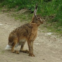 Hase