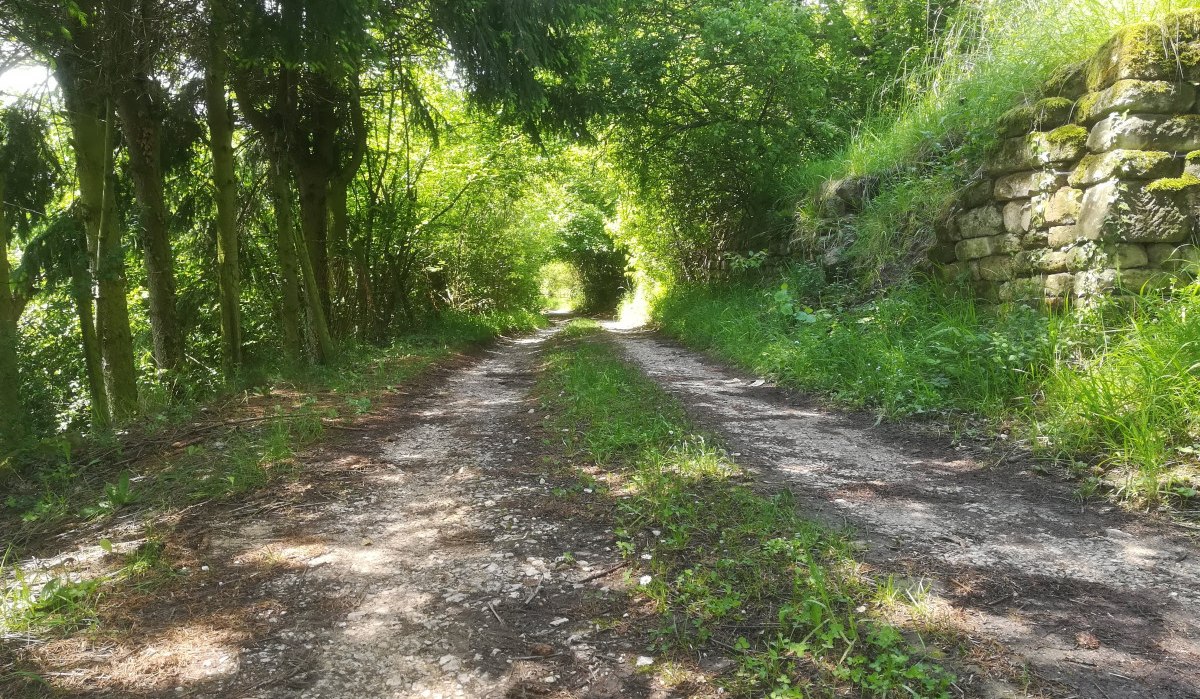 Ein schmaler Waldweg mit Bäumen und einer alten Steinmauer im Sonnenlicht. Ein schmaler Waldweg mit Bäumen und einer alten Steinmauer im Sonnenlicht.