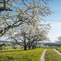 Blühende Obstbäume auf einer grünen Wiese, ein Pfad führt durch die Landschaft. Der Himmel ist klar und blau, die Bäume stehen in voller Blüte., © SMG, Sarah Schmid Blühende Obstbäume auf einer grünen Wiese, ein Pfad führt durch die Landschaft. Der Himmel ist klar und blau, die Bäume stehen in voller Blüte., © SMG, Sarah Schmid