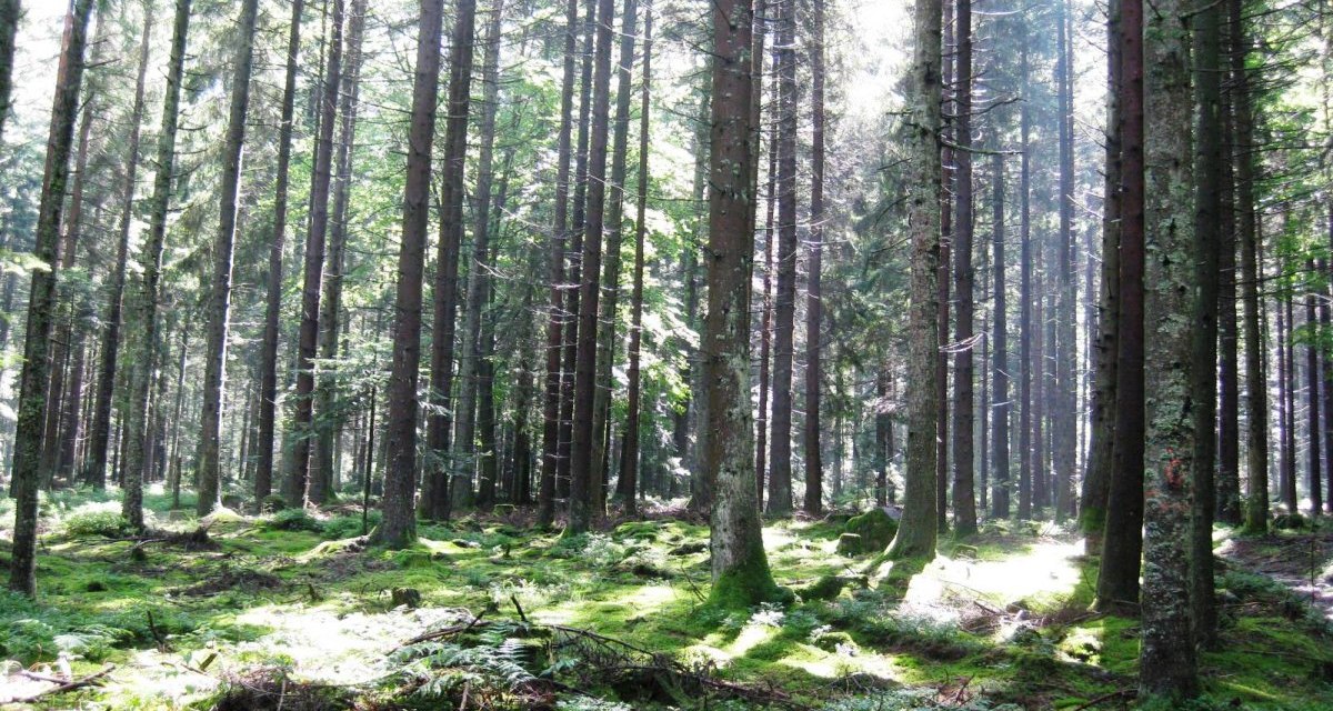 Hohe B&auml;ume auf einer Waldlichtung, Sonnenstrahlen fallen durch das Bl&auml;tterdach auf den moosbedeckten Boden., &copy; N&ouml;rdlicher Schwarzwald