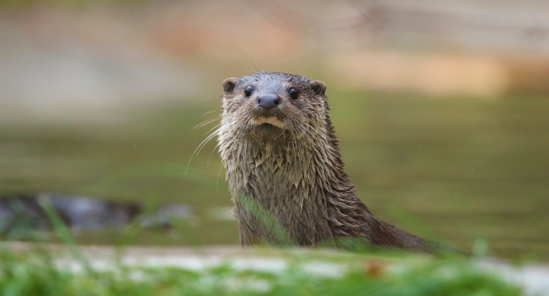 Wildparadies_Tiere_euro_Fischotter, © Erlebnispark Tripsdrill