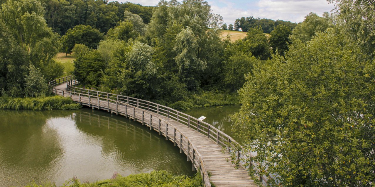 Ein geschwungener Holzsteg führt über einen ruhigen Fluss, umgeben von üppigem Grün und Bäumen in einem Biotop., © SMG, Ellen Haeffner Ein geschwungener Holzsteg führt über einen ruhigen Fluss, umgeben von üppigem Grün und Bäumen in einem Biotop., © SMG, Ellen Haeffner