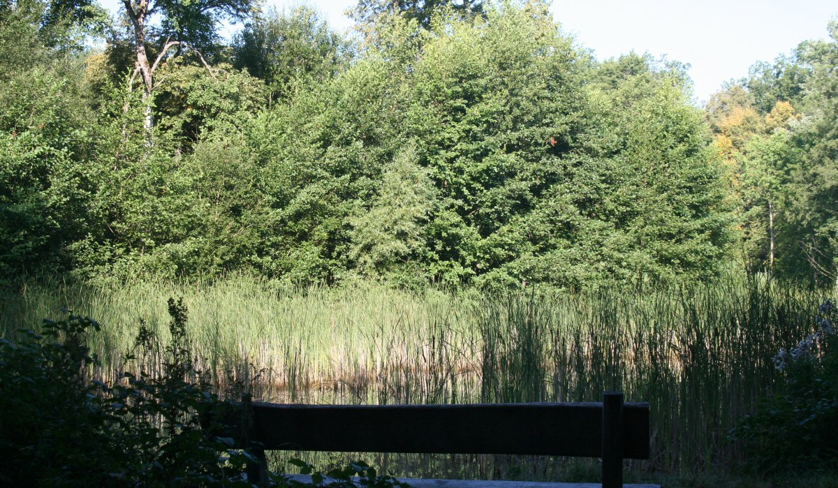 Holzbank vor einem kleinen See mit Schilf, umgeben von dichtem Wald bei Mauren., © Natur.Nah. Schönbuch & Heckengäu Holzbank vor einem kleinen See mit Schilf, umgeben von dichtem Wald bei Mauren., © Natur.Nah. Schönbuch & Heckengäu