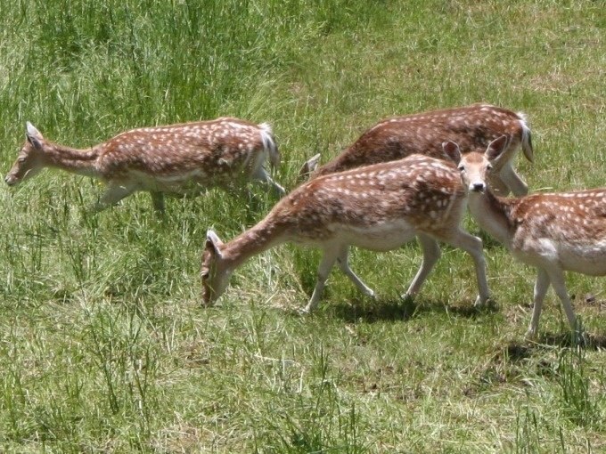 Vier Rehe mit geflecktem Fell grasen auf einer grünen Wiese in der Sonne., © Kultweine-Kochwelten-Kunstücke - Kochschule Sonja Lenz Vier Rehe mit geflecktem Fell grasen auf einer grünen Wiese in der Sonne., © Kultweine-Kochwelten-Kunstücke - Kochschule Sonja Lenz