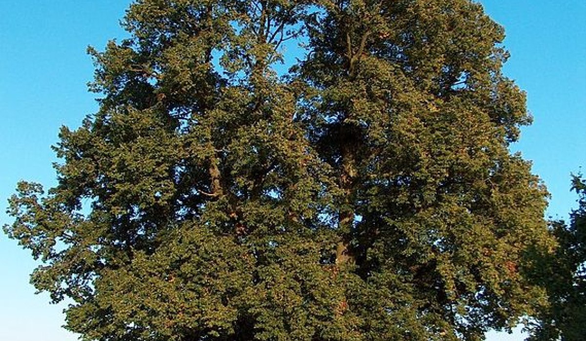 Ein großer, dichter Baum steht an einem Feldweg, umgeben von Feldern und einem klaren blauen Himmel., © Natur.Nah. Schönbuch & Heckengäu