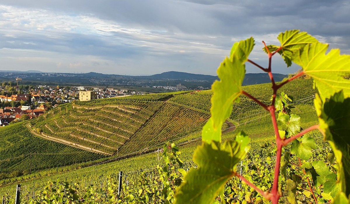 Weinberge mit Blick auf die YBurg im Hintergrund. Im Vordergrund sind grüne Weinblätter zu sehen, dahinter erstrecken sich die Hügel., © Remstal Tourismus e.V. Weinberge mit Blick auf die YBurg im Hintergrund. Im Vordergrund sind grüne Weinblätter zu sehen, dahinter erstrecken sich die Hügel., © Remstal Tourismus e.V.