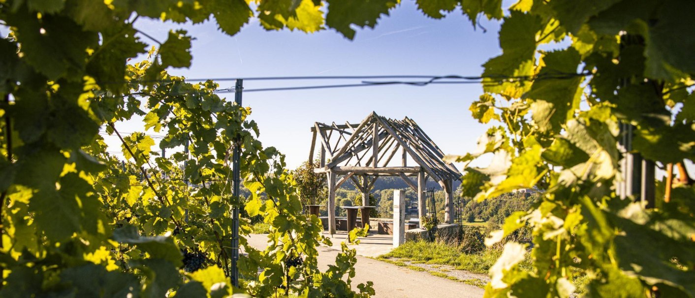 Eine Holzpergola steht auf einem sonnigen Weinbergweg, umrahmt von grünen Weinreben. Der Himmel ist klar und blau., © SMG, Sarah Schmid Eine Holzpergola steht auf einem sonnigen Weinbergweg, umrahmt von grünen Weinreben. Der Himmel ist klar und blau., © SMG, Sarah Schmid