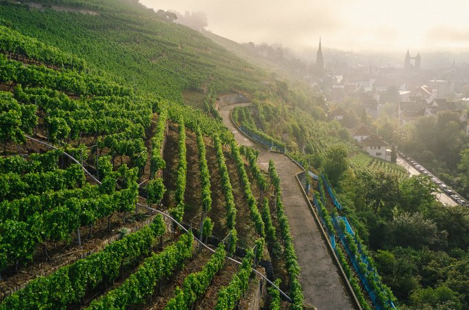Weinberge am Schenkenberg in Esslingen, mit einem nebligen Blick auf die Stadt im Hintergrund., © Esslinger Stadtmarketing &amp; Tourismus GmbH