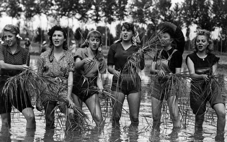 Riso Amaro, &copy; Vhs Ludwigsburg