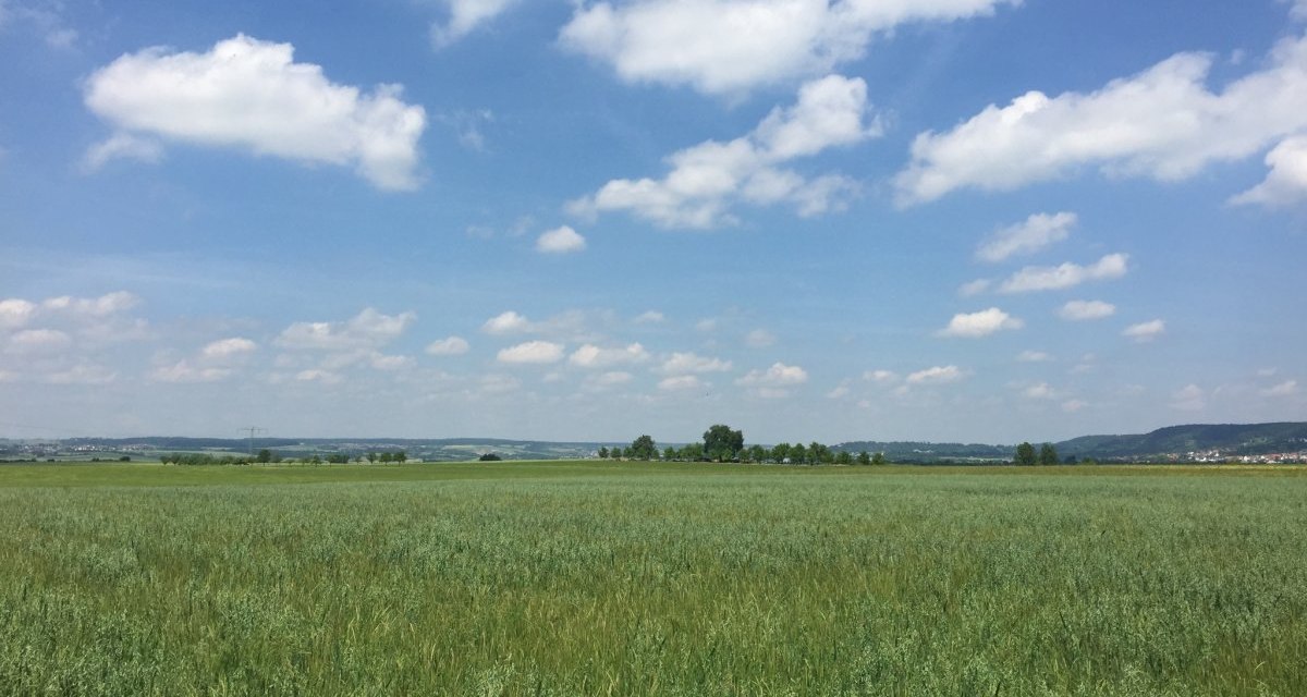 Ein weites Getreidefeld erstreckt sich unter einem blauen Himmel mit wei&szlig;en Wolken. Im Hintergrund sind H&uuml;gel und B&auml;ume zu sehen., &copy; www.pro-cycl.de