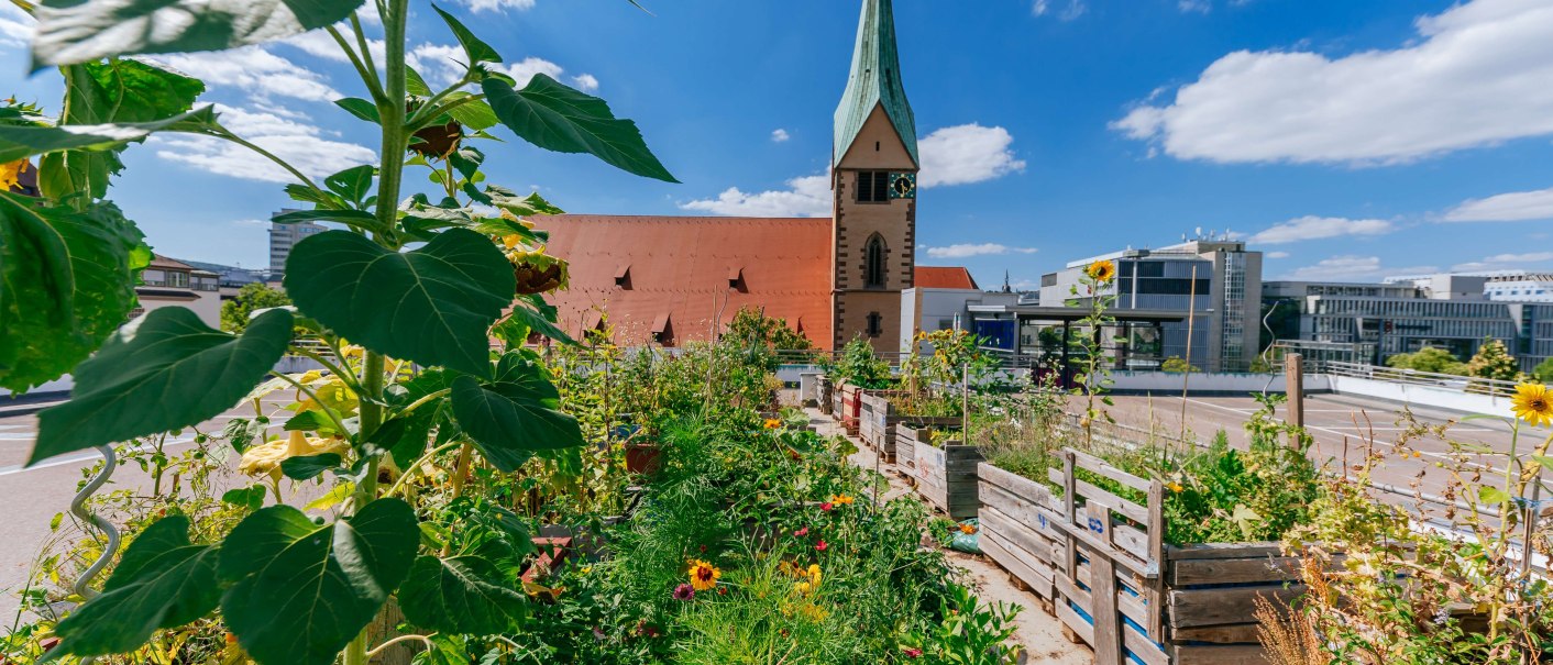 Ein urbaner Garten mit Sonnenblumen und anderen Pflanzen, im Hintergrund die Leonhardskirche und moderne Gebäude unter blauem Himmel., © Thomas Niedermüller