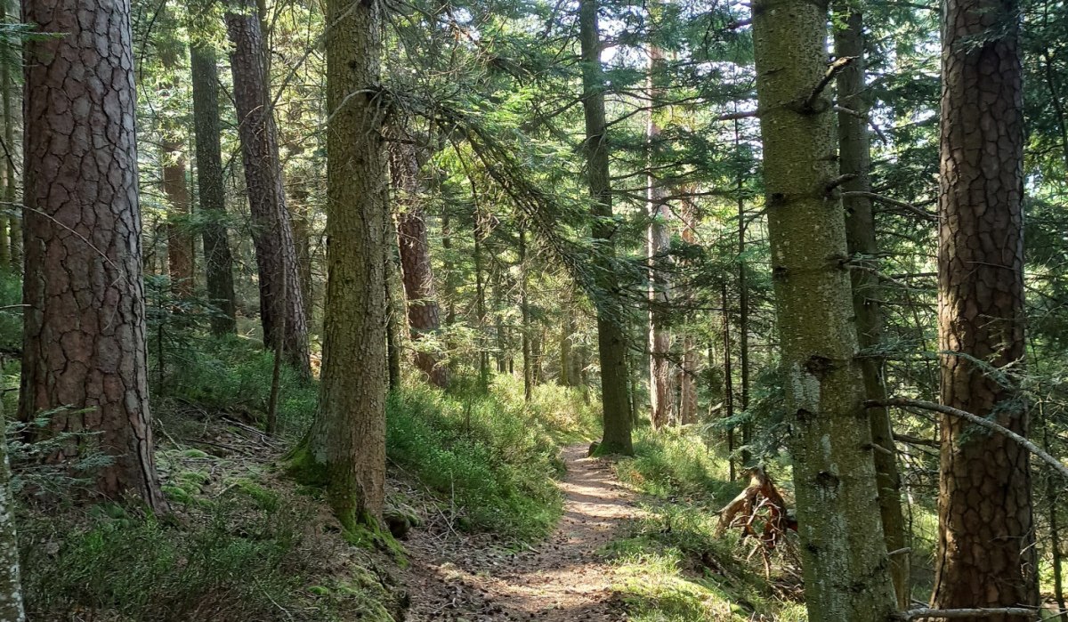 Mitten durch die Heidelbeerstr&auml;ucher f&uuml;hrt der Graf-Eberhard Weg zum Riesenstein, &copy; N&ouml;rdlicher Schwarzwald