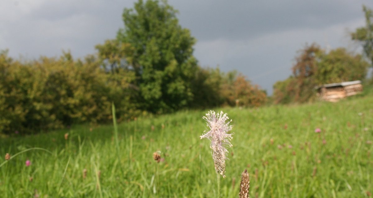 Eine grüne Wiese bei Hildrizhausen mit einer Blume im Vordergrund, Bäume und ein Holzstapel im Hintergrund unter bewölktem Himmel., © Natur.Nah. Schönbuch & Heckengäu Eine grüne Wiese bei Hildrizhausen mit einer Blume im Vordergrund, Bäume und ein Holzstapel im Hintergrund unter bewölktem Himmel., © Natur.Nah. Schönbuch & Heckengäu