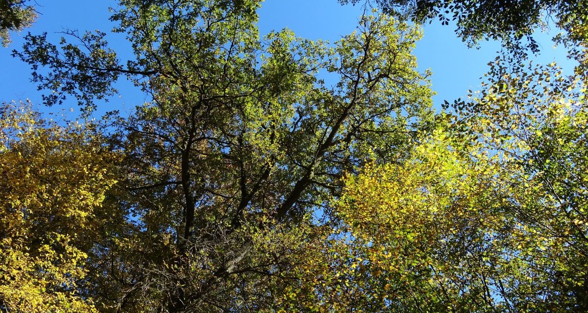 Blick nach oben in die Baumkronen eines Waldes. Die Blätter sind grün und gelb gefärbt, der Himmel ist klar und blau., © Nürtingen - Stuttgart-Marketing GmbH Blick nach oben in die Baumkronen eines Waldes. Die Blätter sind grün und gelb gefärbt, der Himmel ist klar und blau., © Nürtingen - Stuttgart-Marketing GmbH