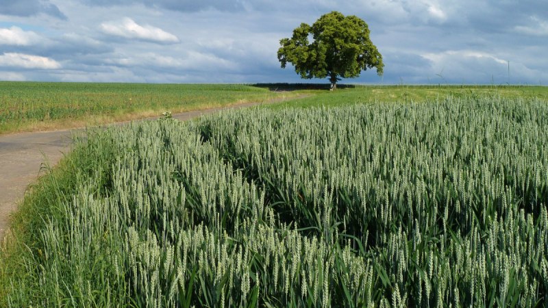 Ein einzelner Baum auf einem Feldweg, umgeben von grünen Getreidefeldern unter einem bewölkten Himmel., © Landkreis Göppingen Ein einzelner Baum auf einem Feldweg, umgeben von grünen Getreidefeldern unter einem bewölkten Himmel., © Landkreis Göppingen