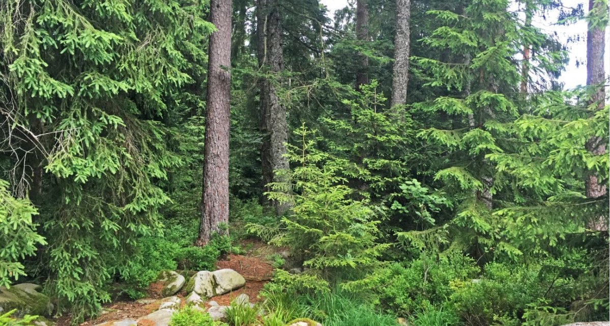 Dichter Wald mit hohen Nadelb&auml;umen, gr&uuml;nem Unterholz und einem umgest&uuml;rzten Baumstamm im Vordergrund., &copy; www.pro-cycl.de
