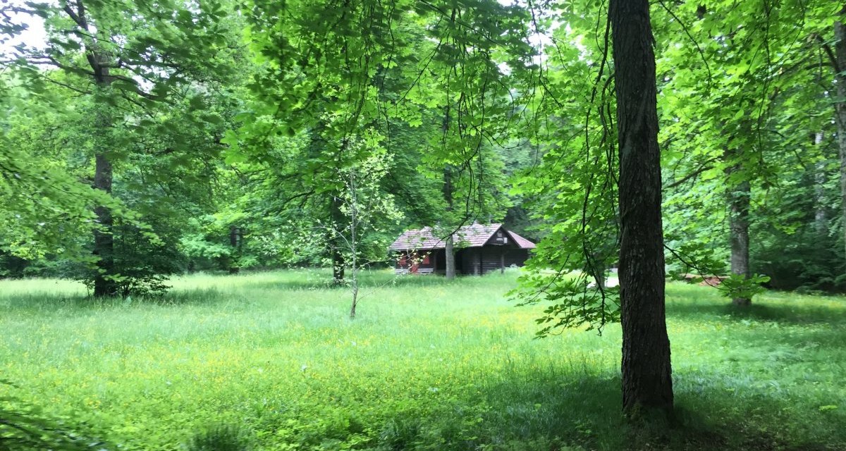 Eine kleine Holzh&uuml;tte steht in einem dichten, gr&uuml;nen Wald. Eine Lichtung mit Gras und B&auml;umen umgibt die H&uuml;tte., &copy; www.pro-cycl.de