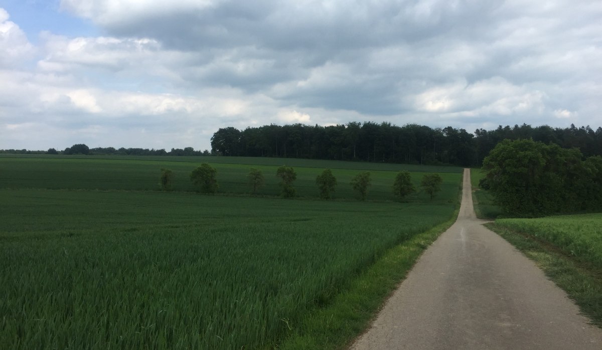 Ein Radweg führt durch grüne Felder, gesäumt von Bäumen, unter einem bewölkten Himmel., © www.pro-cycl.de Ein Radweg führt durch grüne Felder, gesäumt von Bäumen, unter einem bewölkten Himmel., © www.pro-cycl.de