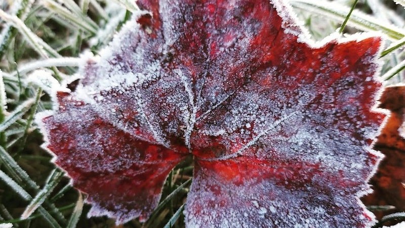 Ein rotes Weinblatt liegt auf gefrorenem Gras und ist mit einer d&uuml;nnen Frostschicht bedeckt, die die winterliche Atmosph&auml;re betont., &copy; Stadtverwaltung Vaihingen an der Enz
