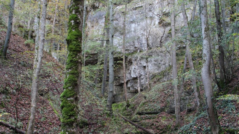 Der Weg  f&uuml;hrt durch den Wald zur Falkensteiner H&ouml;hle, &copy; Bad Urach Tourismus